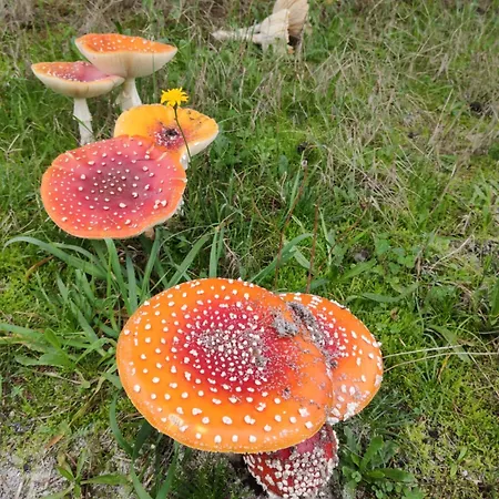 Rilhadas Séjour à la ferme Fafe
