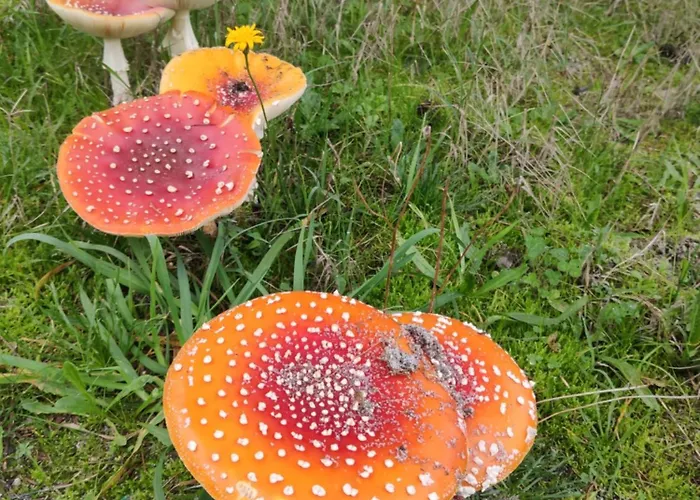 Rilhadas Feriegård Fafe